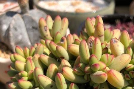 多肉植物花期多长