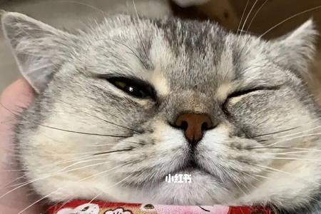 小猫怎么不知道自己的名字