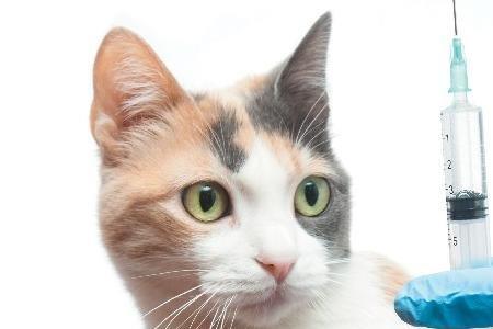猫咪生产需要隔离其他猫吗