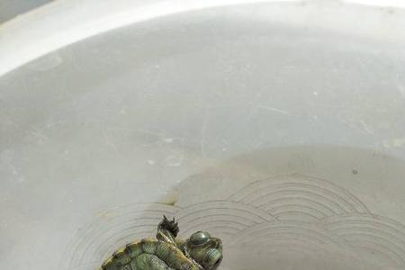 长了很多毛的乌龟可以吃吗