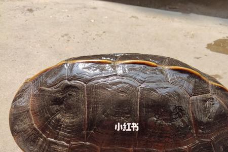 亚洲巨龟在湖南能养殖吗