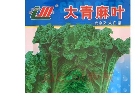 天津绿大白菜是转基因的吗