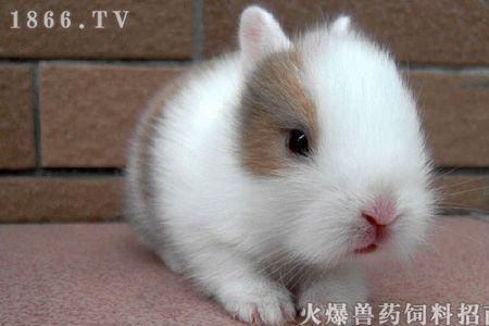 新手养垂耳好还是养侏儒好