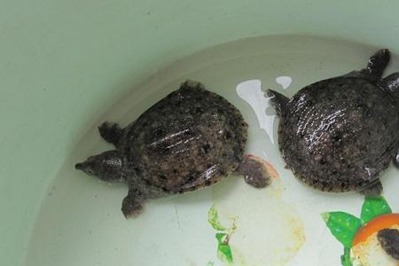 黄鳝和甲鱼能一起养吗