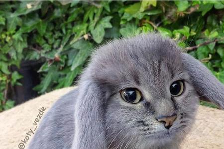 猫猫兔可以吃包菜吗