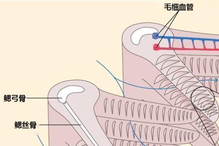 皮皮鲨为什么离开水也能活