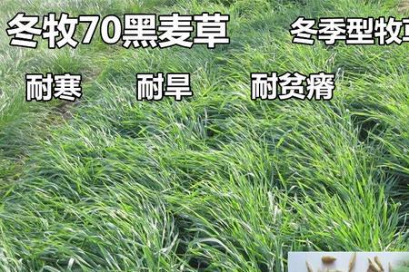 黑麦草冬季发黄的主要原因