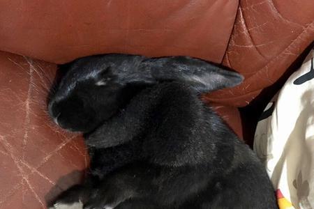 有一种长得像兔子的猪叫什么