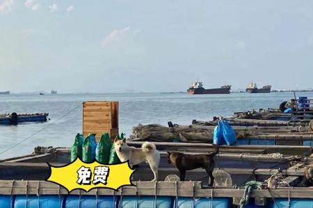 海陵岛赶海时间表2022年8月