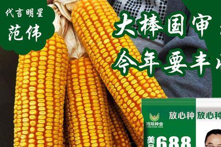 金产5号玉米种子高产吗