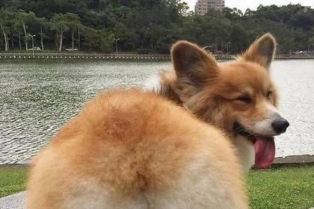 柯基走来走去为什么