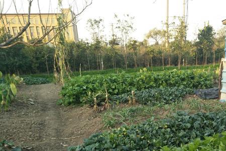 萝卜和青菜出苗后下大雨怎么办