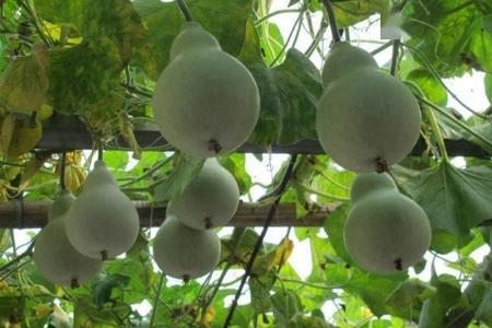 八宝葫芦种植及管理