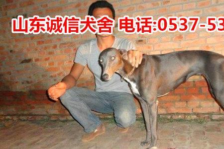 格力犬三年还能下地逮不