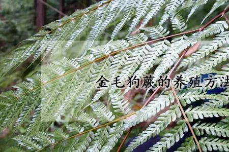 猴蕨如何养