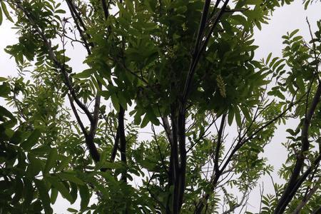 槐树能嫁接什么树