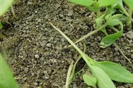 豌豆尖根腐烂可以用代森锌吗