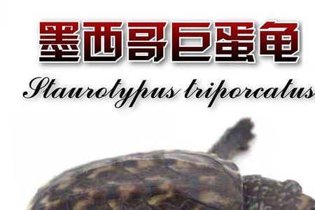 海豹旗手之蛋可以孵出什么宠物