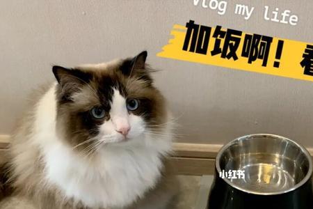 2个月的布偶猫怎么让它吃猫粮