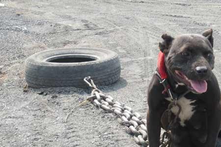 比特犬农村养怎么样