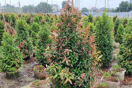 红车树一年能长多高