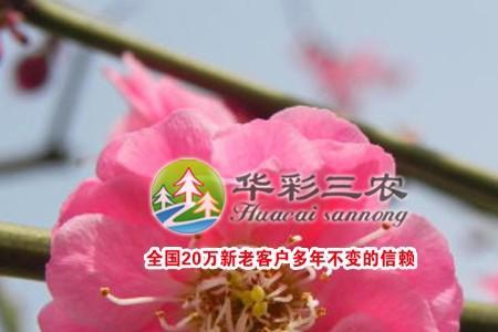 朱砂梅适应温度