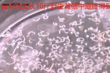 黄鳝里面的铁线虫煮熟了能吃吗