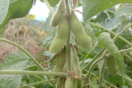 豆荚裂开了扩句
