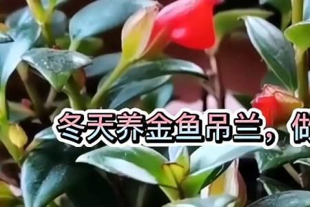 金鱼吊兰冬季怎么养护修剪