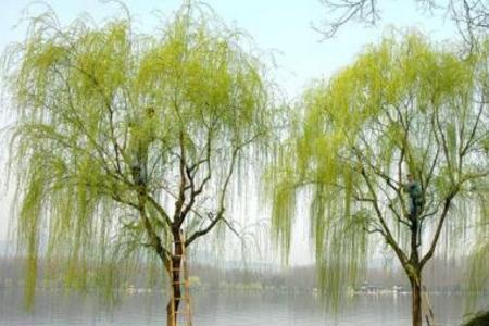 双燕门前柳指什么生肖