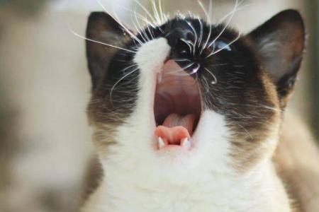 猫咪如果一直叫但是不生怎么办