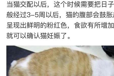 母猫下崽后多久出月子