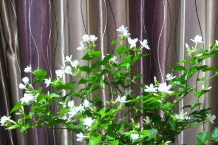 茉莉花性质和什么花相似