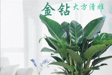 绿植金钻耐寒零下多少度