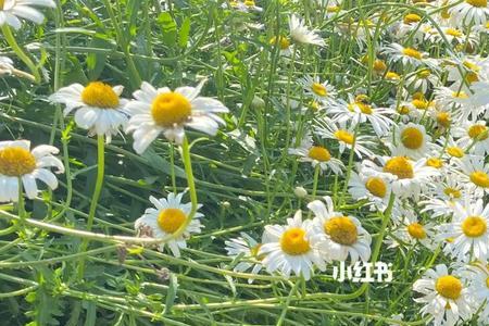 客厅挂小雏菊花海的壁画好不好