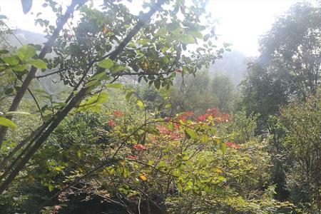 怎么预约10月1青岛森林野生动物园