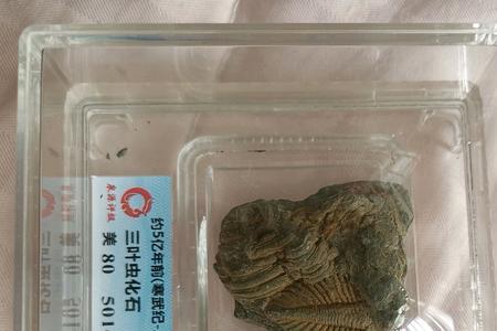 寒武纪表代表化石是