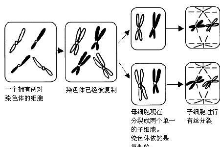 如何在一周内学完遗传学