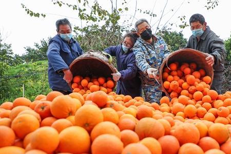 重庆柑橘什么时候成熟