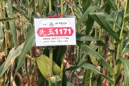 先玉125品种特性