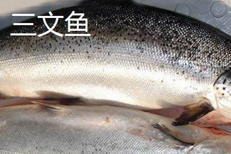 虹鳟鱼什么时候饲喂比例高