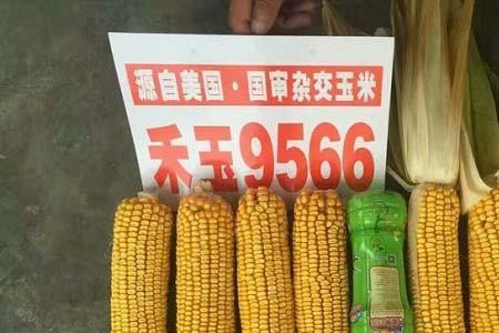 先锋种业玉米最新品种