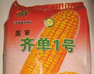 辽宁1号玉米种