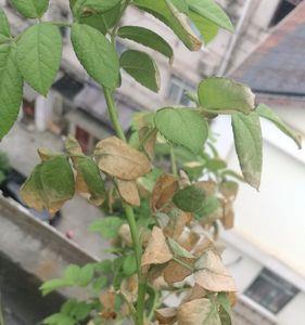 蔷薇花几月叶子发黄