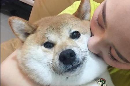 小柴犬为什么爱喝水