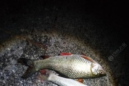 前山河有多少品种鱼