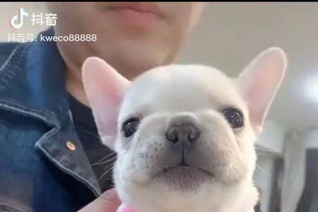法斗胆子小怎么回事