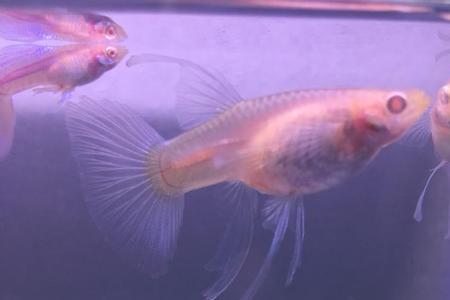孔雀鱼缎带母鱼会不会影响繁殖