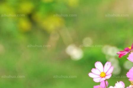 格桑花叶子长什么样子