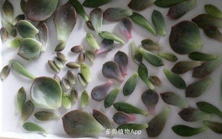 菲欧娜多肉叶插发芽快吗
